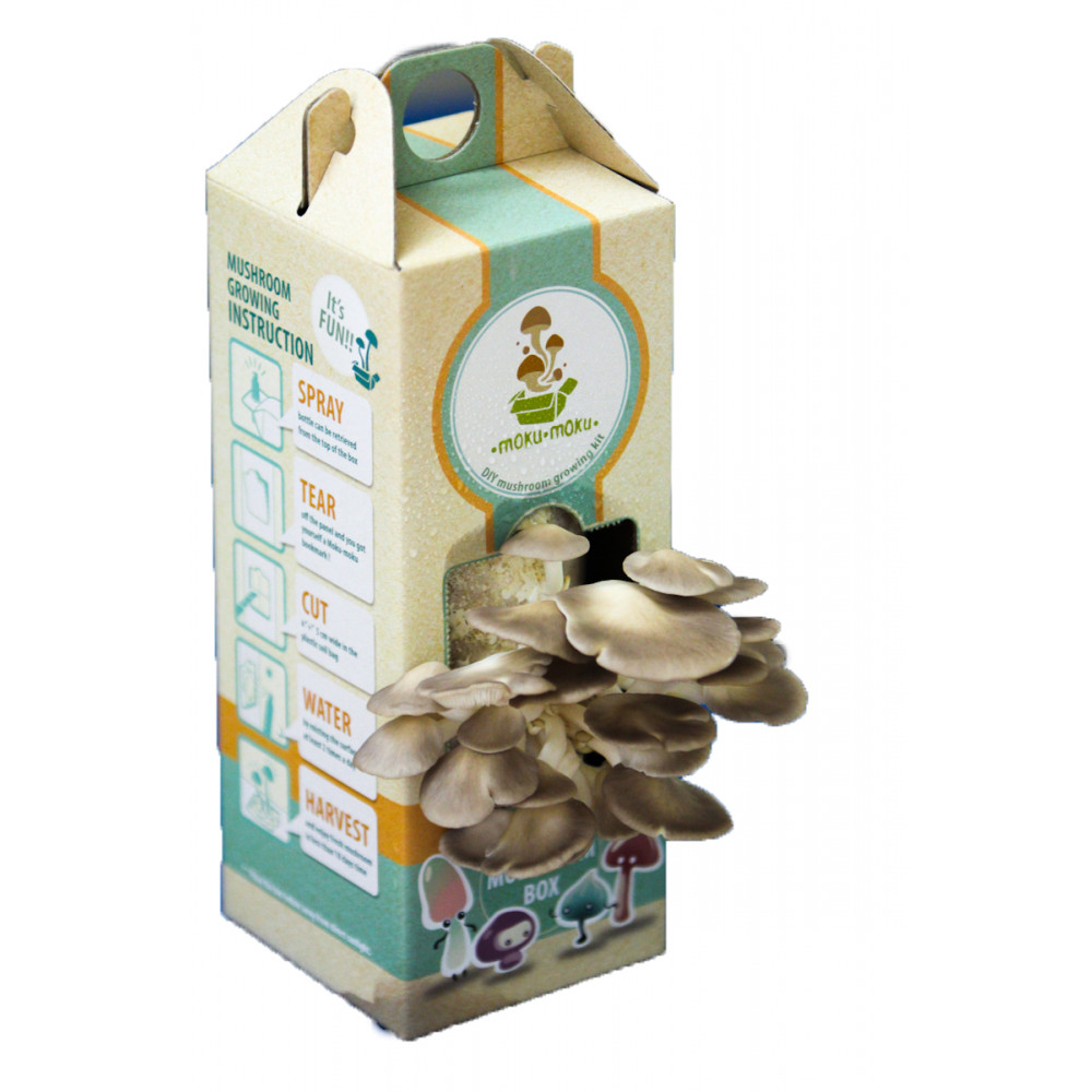 (NATURAL - Moku-Moku DIY Mushroom Box) Grey Oyster Mushroom (Ready To Plant - Marketplace Harian) (NATURAL - Moku-Moku DIY Mushroom Box) Grey Oyster Mushroom (Ready To Plant - Marketplace Harian)