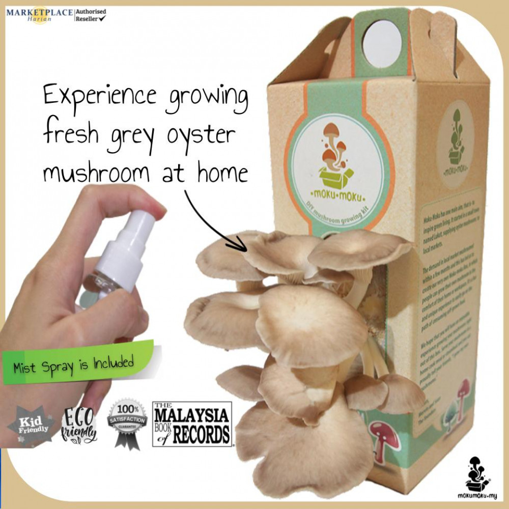 Mokumoku DIY Mushroom Box (All-in-1 Grey Oyster Mushroom Growing Kit) Ready To Plant - Marketplace Harian