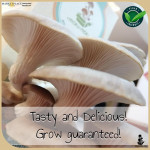 Mokumoku DIY Mushroom Box (All-in-1 Grey Oyster Mushroom Growing Kit) Ready To Plant - Marketplace Harian