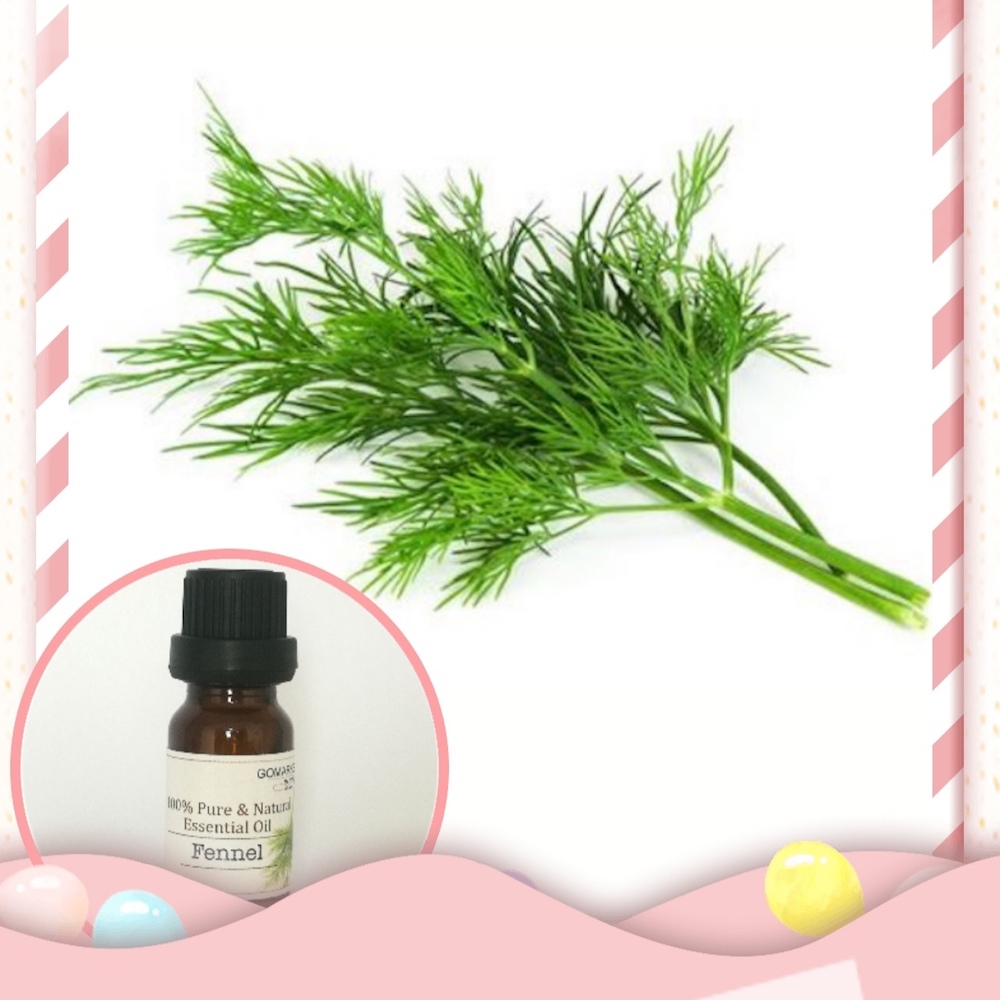 100% Pure Fennel Essential Oil 100% Pure Fennel Essential Oil