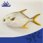 FRESH FISH GOLDEN POMFRET 400-600GM 冰鲜金鲳鱼 (大)