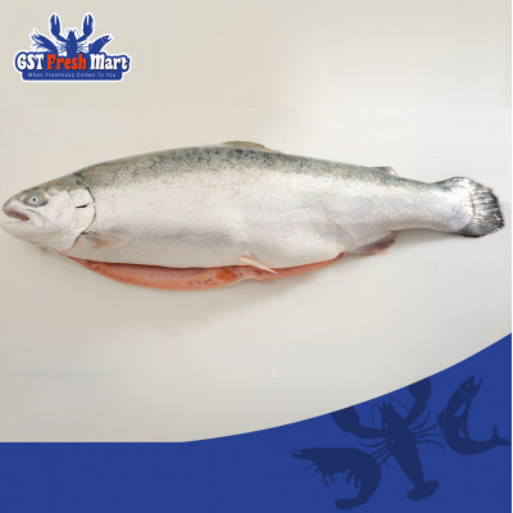 FRESH FISH FJORD TROUT 3-4KG 冰鲜三文鱼