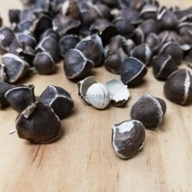 image of Moringa Seeds 100g 500g 1kg | India Moringa Seed | 辣木籽 Can Eat, Can Plant into Moringa Tree