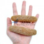 Sea Cucumber- Disco 40/45 沙隆玻璃参 40/45支 (300g-1kg)