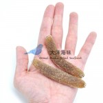 Sea Cucumber- Disco110/120 沙隆玻璃参 110/120支 (300g-1kg)