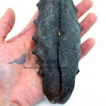 Sea Cucumber-Australian Teatfish (10/14) 澳洲猪婆参 10/14支 (1x500g)