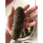 Australia Sea Cucumber(澳洲紋禿參)