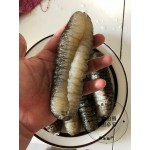 Australia Sea Cucumber(澳洲紋禿參)