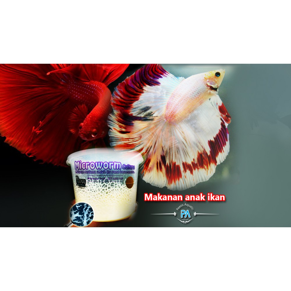 Microworm, makanan untuk anak ikan laga betta guppy killifish Microworm, makanan untuk anak ikan laga betta guppy killifish