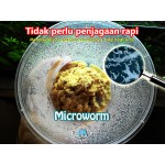Microworm, makanan untuk anak ikan laga betta guppy killifish