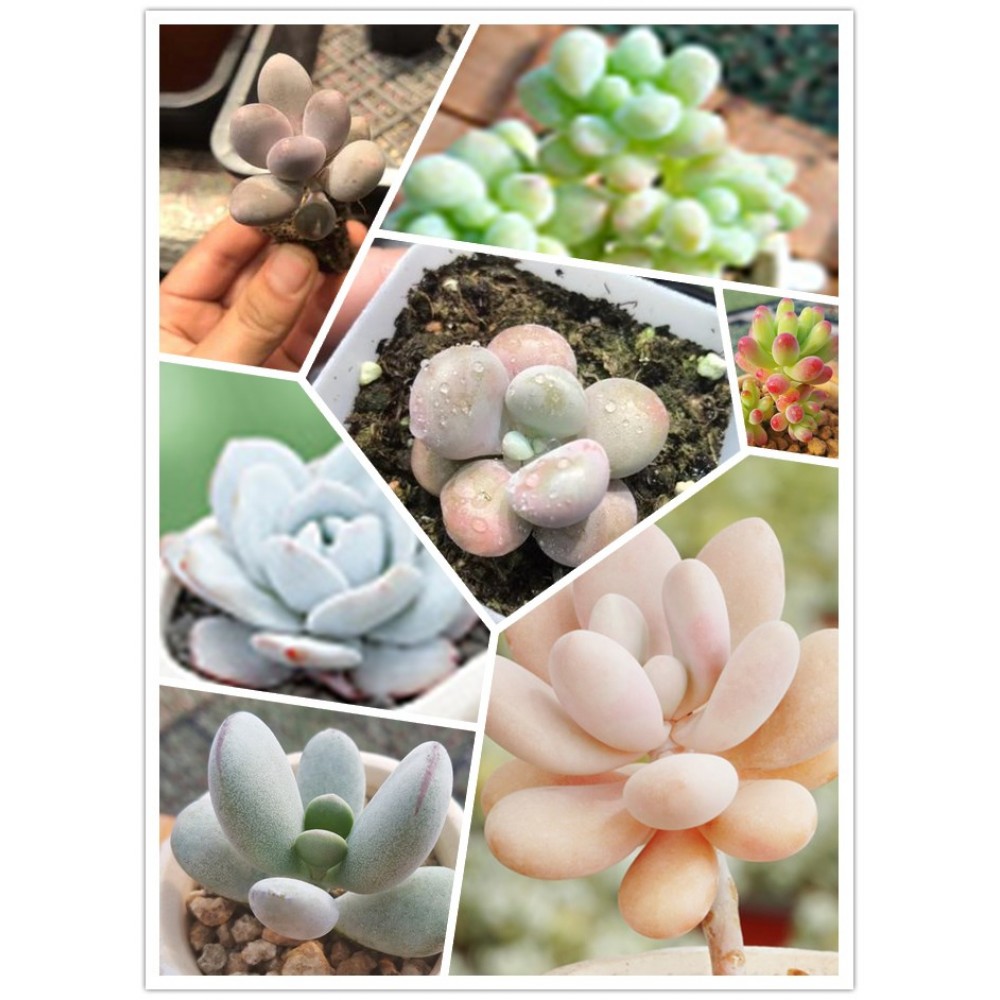 SUCCULENT PLANT IMPORTED RANDOM