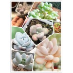 SUCCULENT PLANT IMPORTED RANDOM