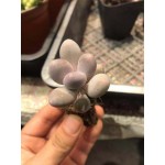 SUCCULENT PLANT IMPORTED RANDOM