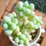 SUCCULENT PLANT IMPORTED RANDOM