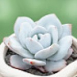 SUCCULENT PLANT IMPORTED RANDOM