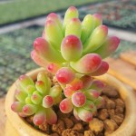 SUCCULENT PLANT IMPORTED RANDOM