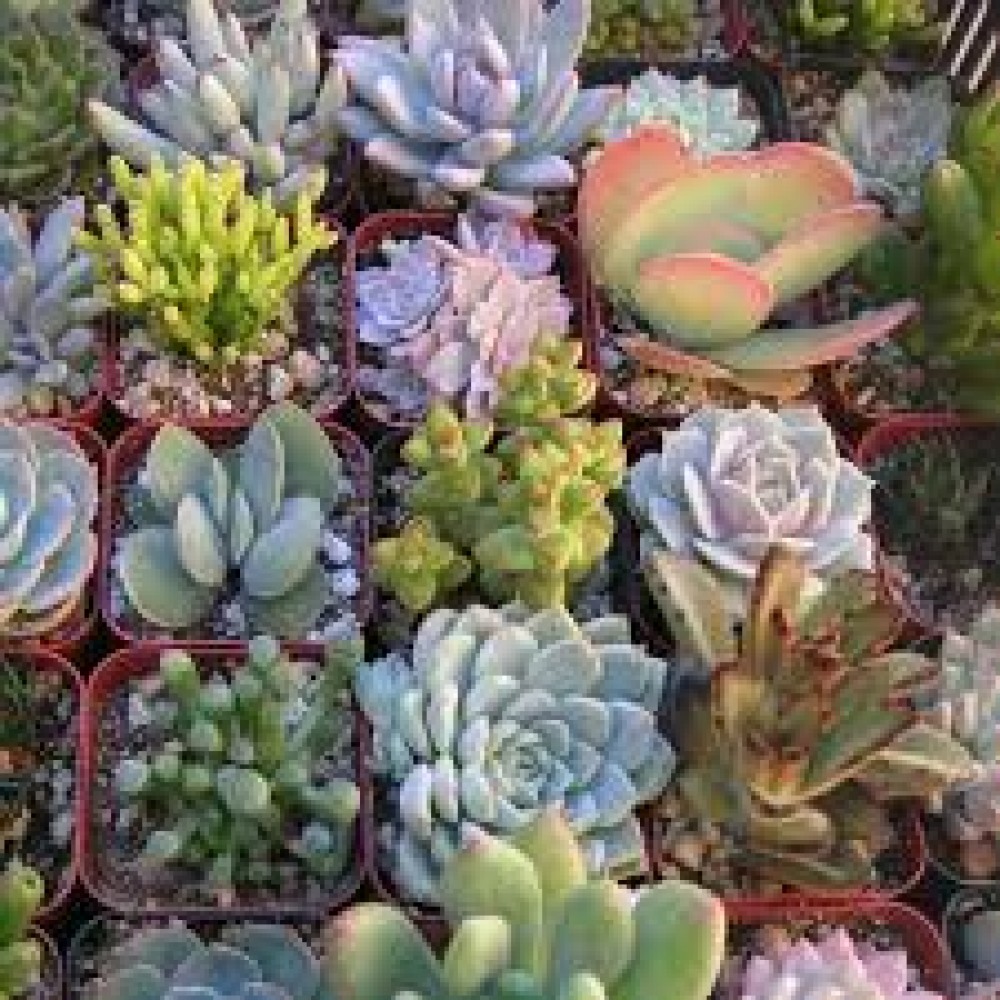 Succulent plant random