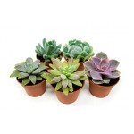 Succulent plant random